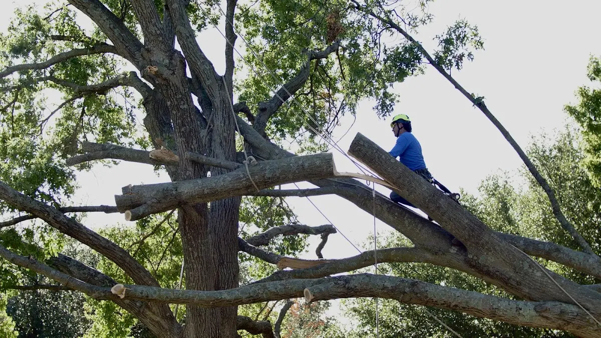 Professional Crown Thinning performed by certified arborists in Rush Valley